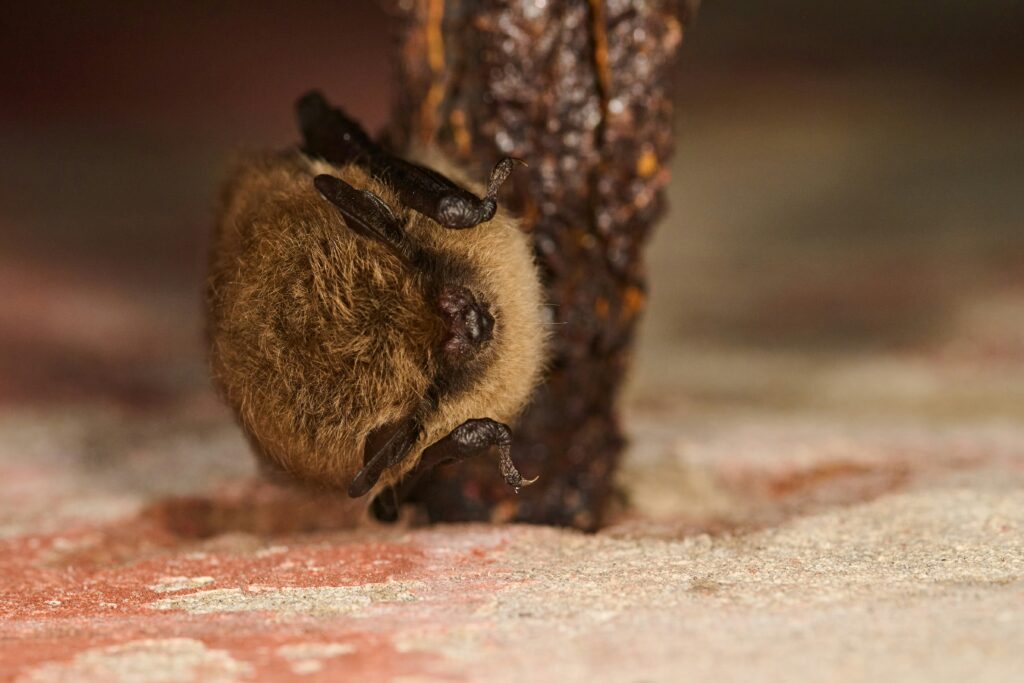 Bat Emergence Survey in Leicestershire - ProHort Bat Emergence Survey in Leicestershire