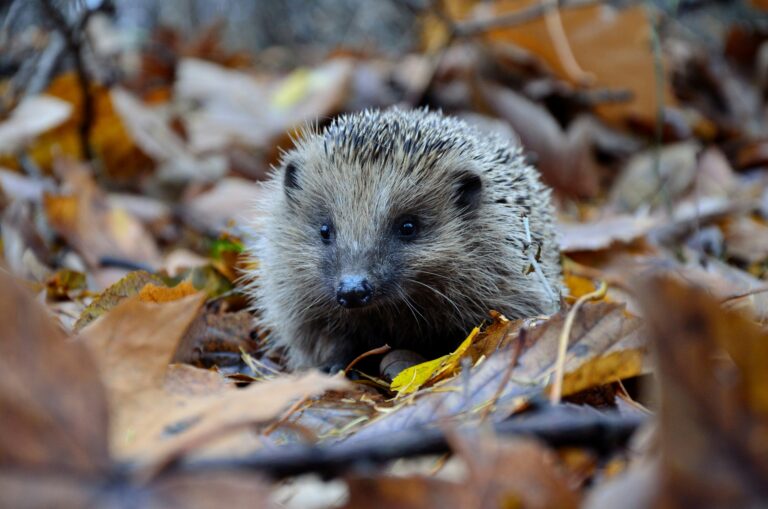 hedgehog - ProHort hedgehog