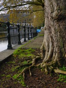 Neighbouring Trees