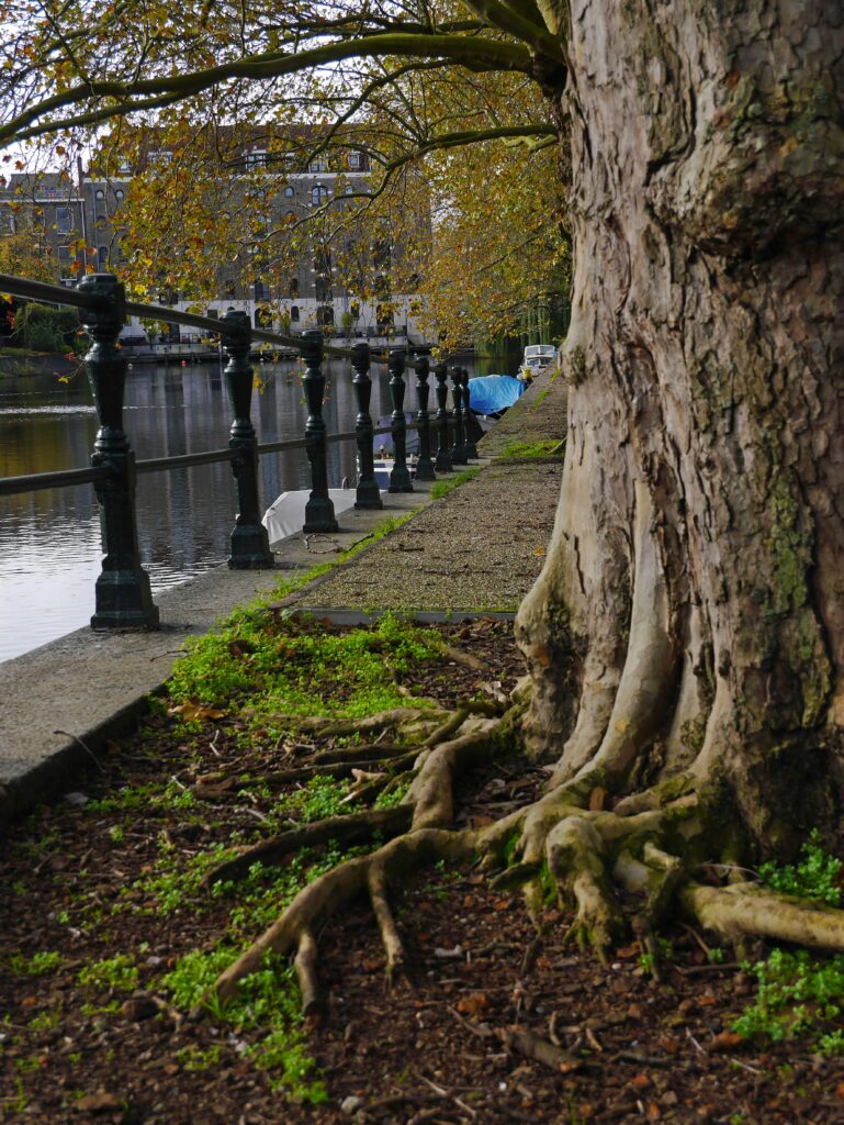 Neighbouring Trees