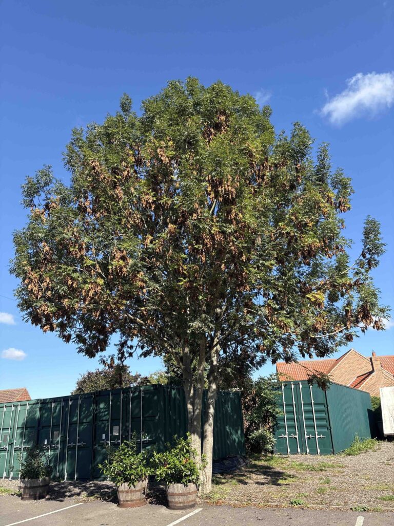 Tree Surveys in Newark-On-Trent