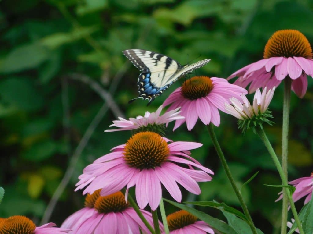 White and blue butterfly on flowers