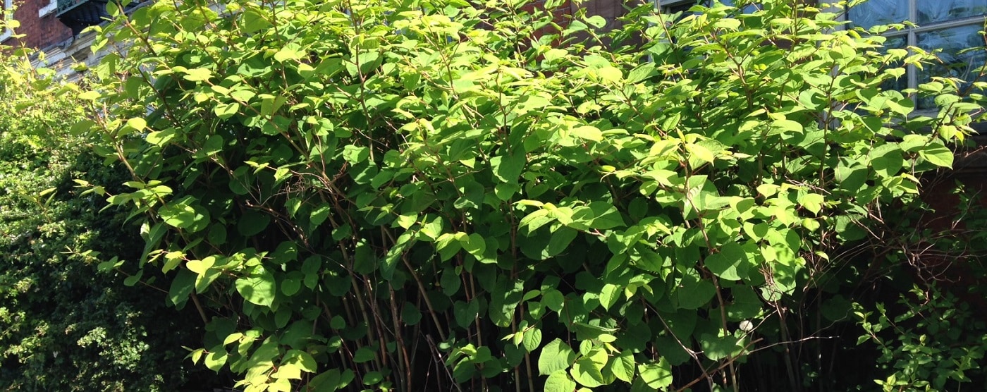 Japanese Knotweed Identification and Removal