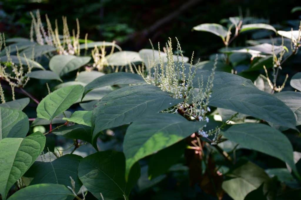 Japanese Knotweed with flowers to demonstrate in training session