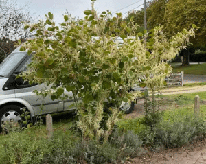Lincoln Japanese Knotweed on boundary line between neighbours gardens in September - ProHort Ltd Flowering shrub with white blossoms in a garden bed beside a sidewalk; a silver van is parked in the background.