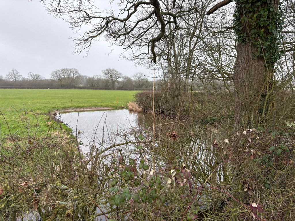Small pond beside a grassy field, framed by brambles and leafless trees on a grey winter day.