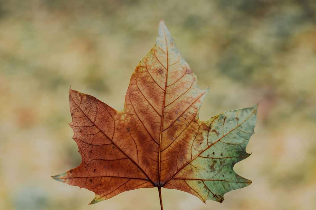 leaf analysis