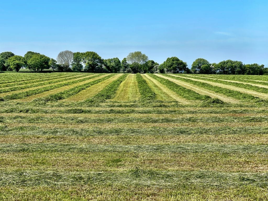 Open farmland with parallel rows of harvested hay under a clear blue sky, tree line on the horizon.