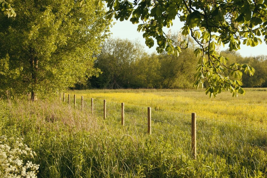 Sunlit meadow with a wooden fence running along the field, dense trees and overhanging branches in the background.