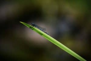 Southern dameslfly protected for SAP