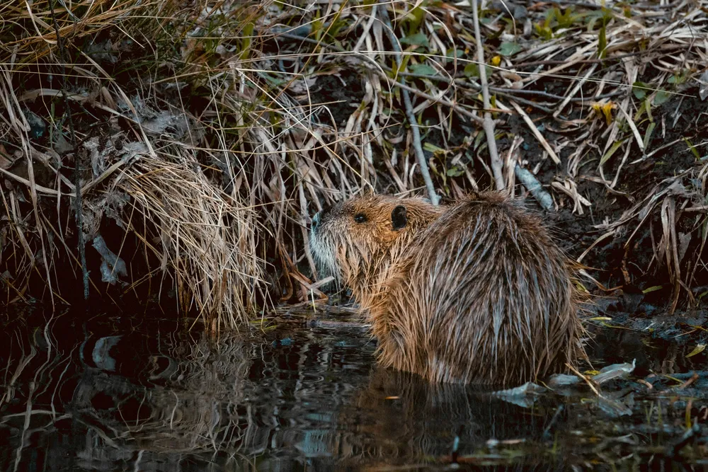 Eurasian beaver sitting at the edge of a riverbank surrounded by wetland vegetation and reeds.