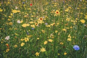 yellow petaled flowers growing in meadow