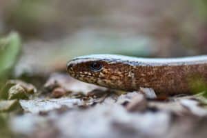 Slow Worm
