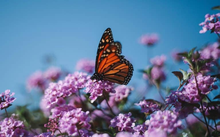 Orange and black butterfly in flower meadow