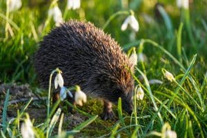 Hedgehog walking through grass