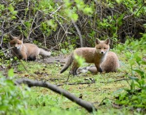 fox cubs - ProHort Ltd Fox cubs playing in grass