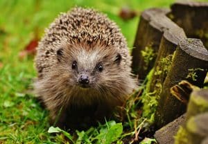 hedgehog in grass - ProHort Ltd Hedgehog walking through grass