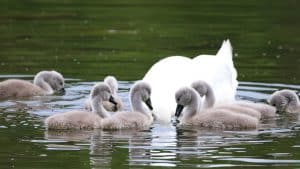 swan and cygents - ProHort Ltd Swan and cygnets swimming in water