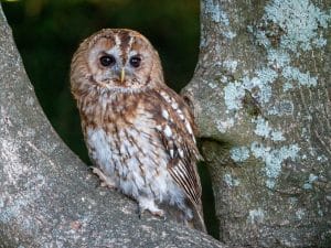tawny owl - ProHort Ltd Tawny owl sitting in tree