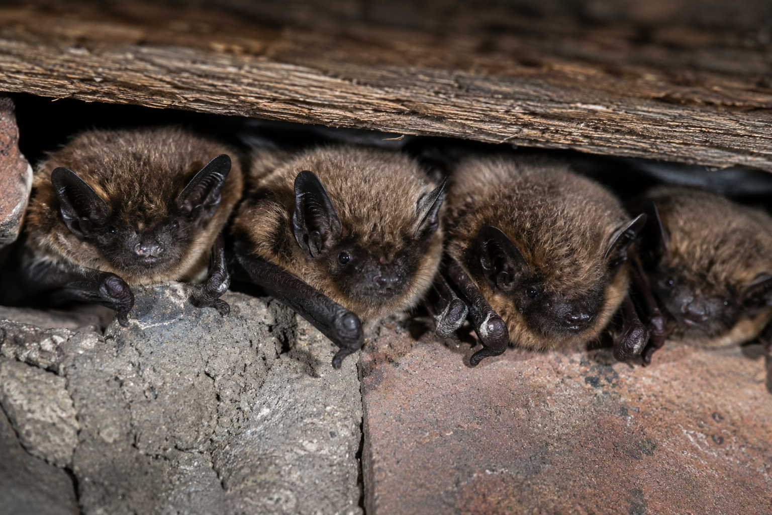 bats image - ProHort Ltd Four brown bats hang underside a weathered wooden plank, clinging to a brick and stone surface in a dim, cave-like setting.