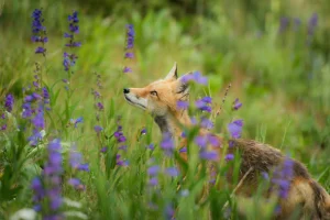 fox 4 webp - ProHort Ltd - ProHort Ltd Red fox partially visible among tall purple wildflowers in a sunlit meadow.