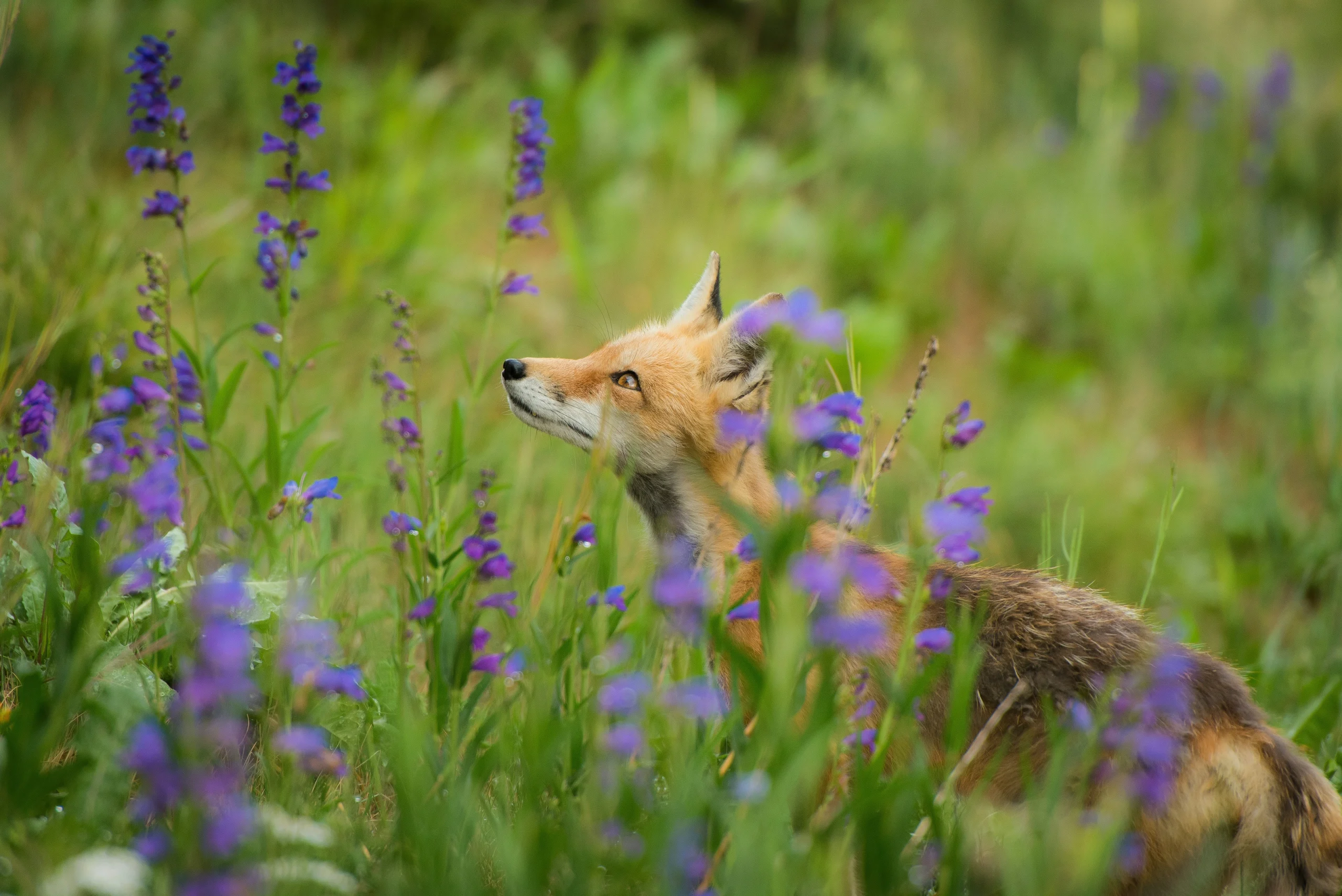 fox 4 webp - ProHort Ltd Red fox partially visible among tall purple wildflowers in a sunlit meadow.