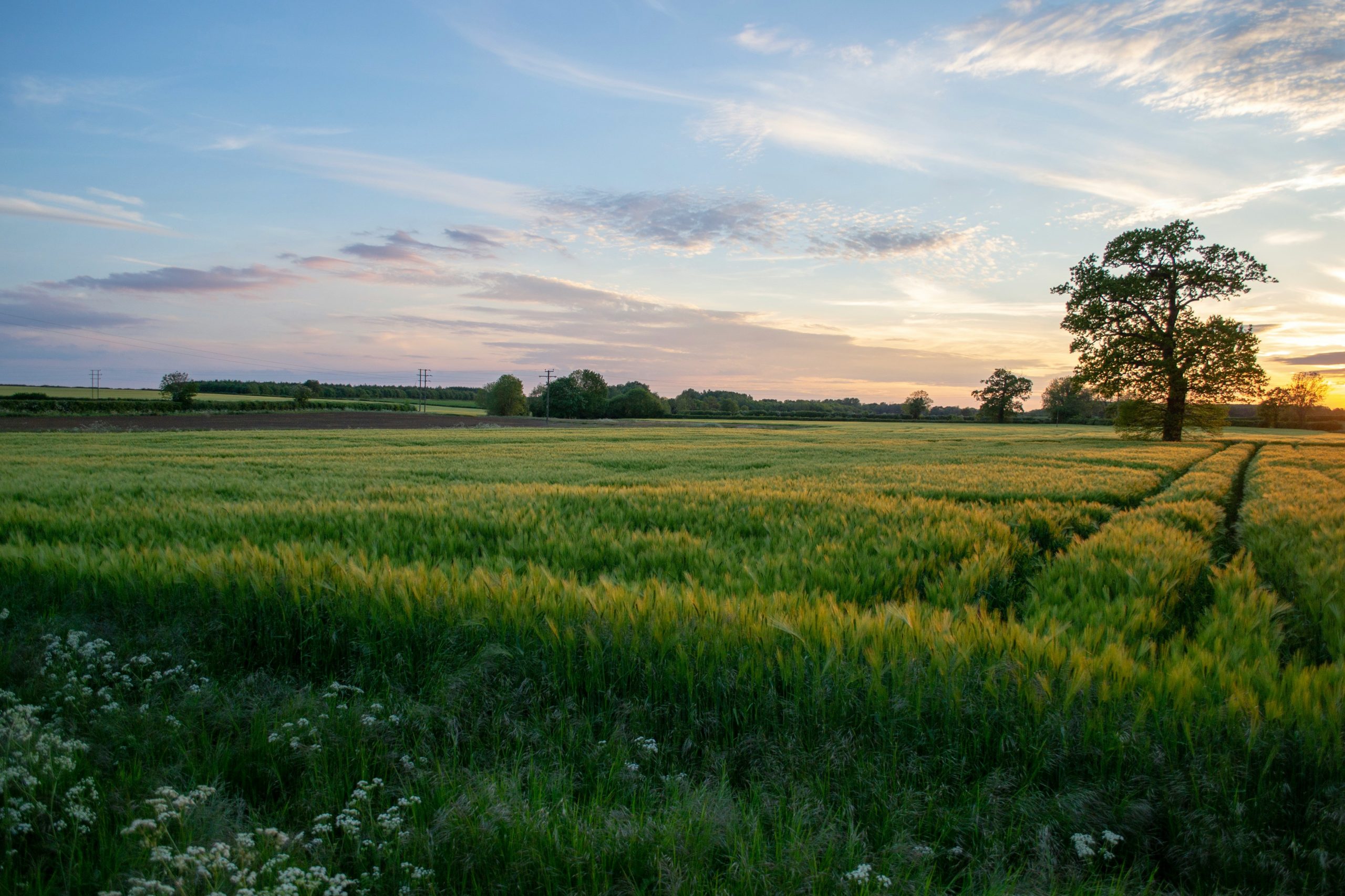 field 5 - ProHort Ltd Wide rural field at sunset with green crops, a distant tree line, and a large tree on the right against a blue sky with wispy clouds.