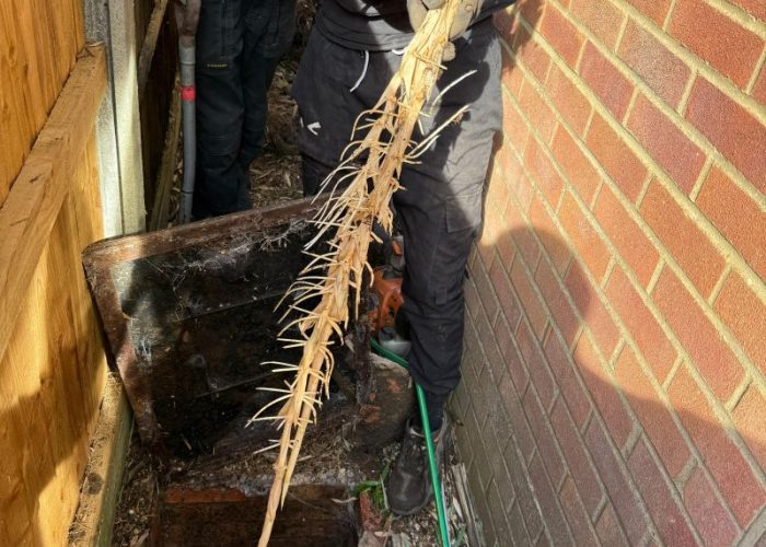 Seven-foot bamboo root rhizome removed from a residential drainage pipe, showing severe root ingress.