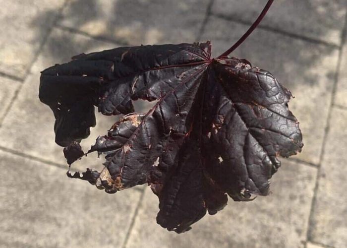 leaf analysis