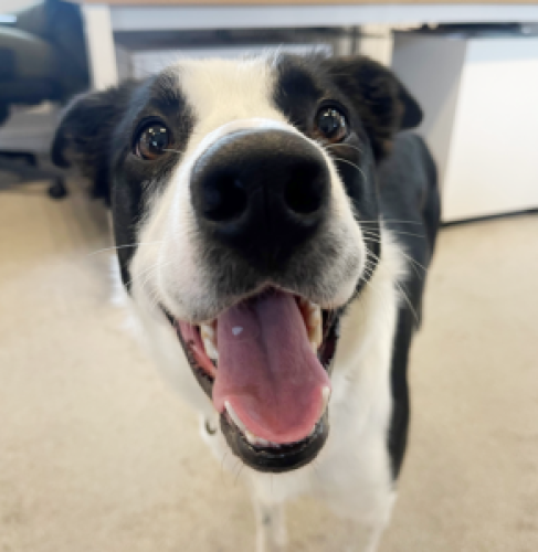 Domino-300×300 Domino