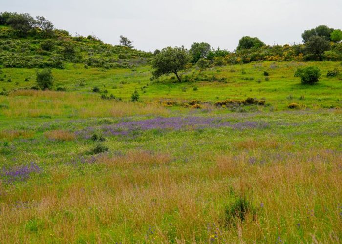 English countryside landscape showing mixed habitats, providing context for a Habitat Assessment Report.