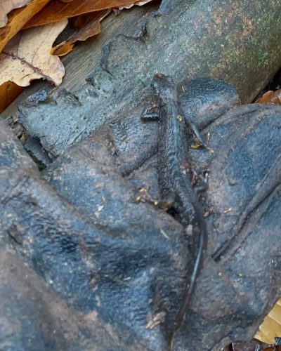 Gloved hand gently holding a great crested newt, indicating the presence of a protected species.