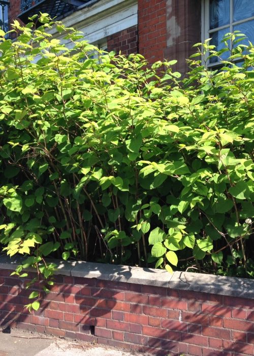 Japanese Knotweed