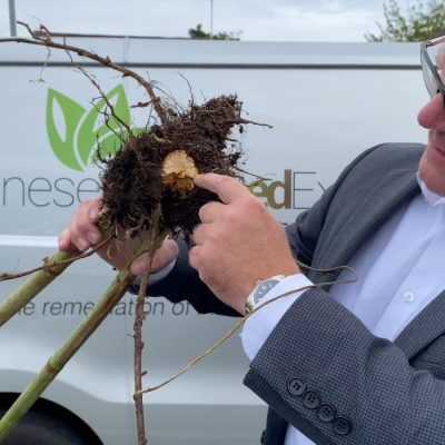 Surveyor from Japanese Knotweed Expert inspecting vegetation for Japanese knotweed and Points to Roots symptoms.