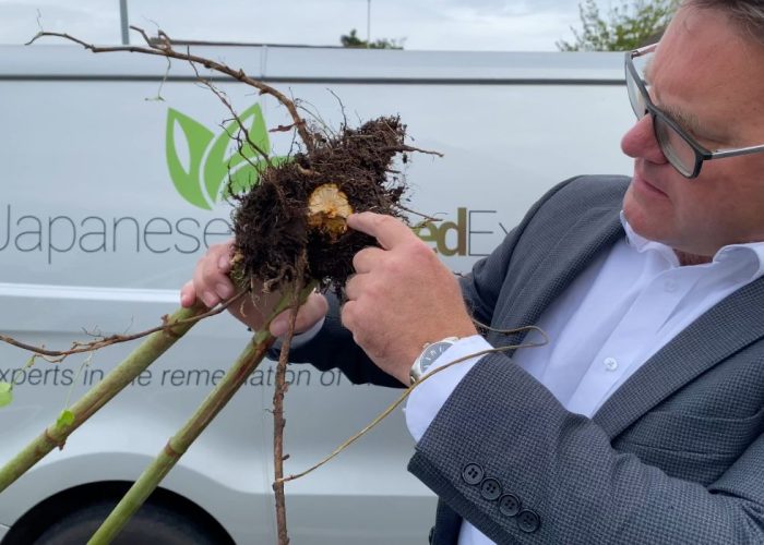 Surveyor from Japanese Knotweed Expert inspecting vegetation for Japanese knotweed and Points to Roots symptoms.