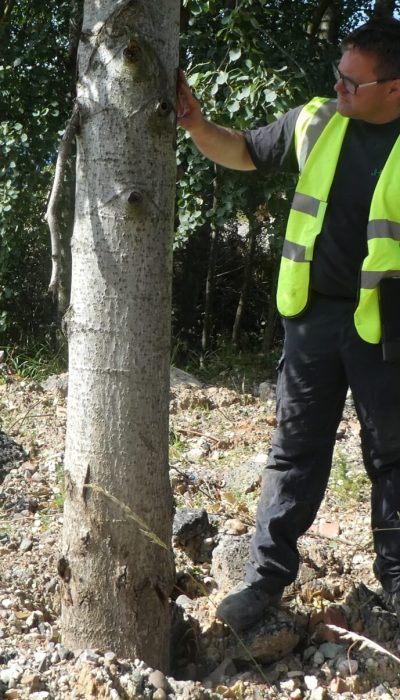 Tree Surveys for Planning