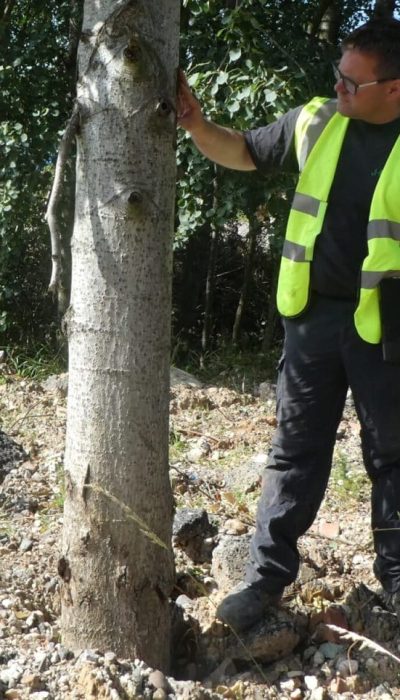 Tree Surveys for Planning