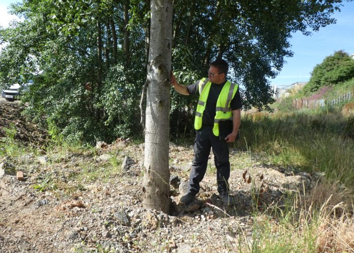 Jason inspecting tree on a survey
