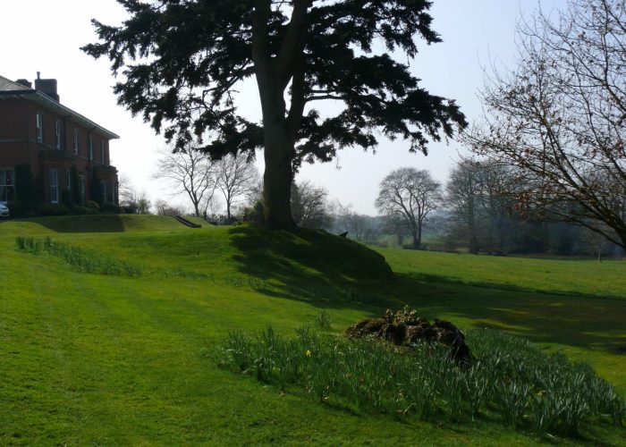 mature tree growing on a grass bank