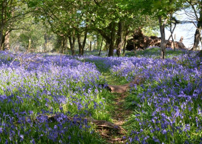 Meadow with Bluebells in English Countryside