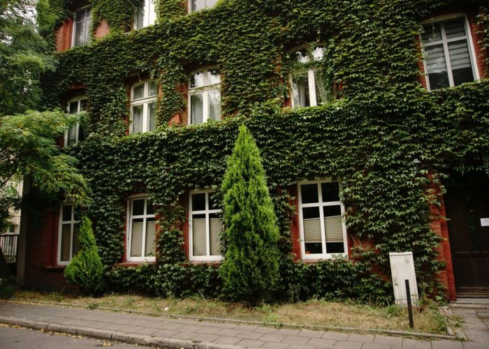 Vegetation growing over the exterior of a building, indicating the need for a professional plant and vegetation assessment.