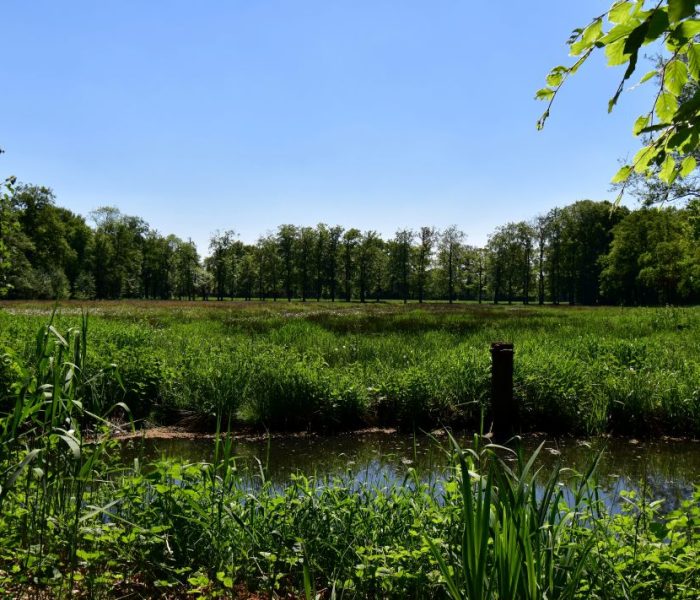 Pond near a field suggesting BNG Assessment Checklist potential