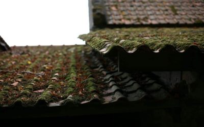 gaps shown in the tiles and cladding of roof indicating potential for bat roost