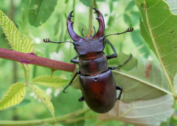 EIA in which a Beetle climbs on to a leaf in bright green foliage