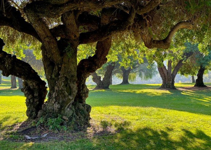 Group of mature, old trees likely to be protected under a Tree Preservation Order (TPO).