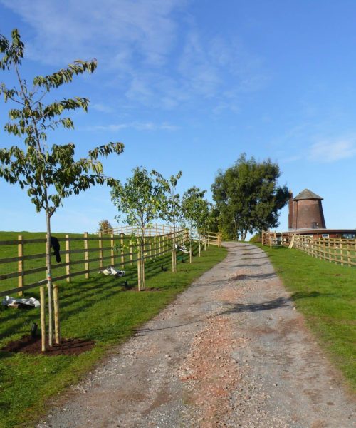Arboricultural Impact Assessments (AIA)