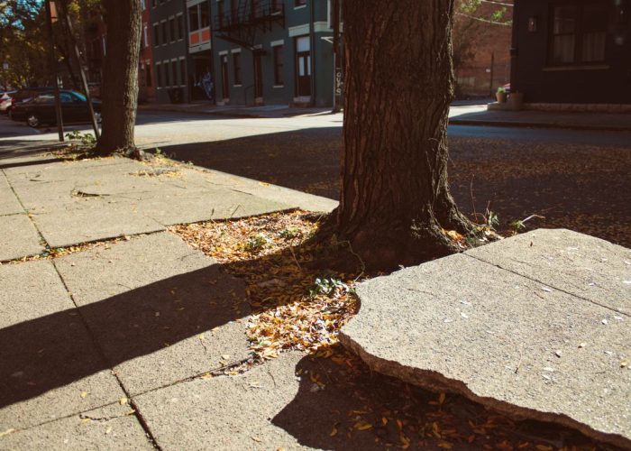 Pavement cracked and lifted by tree roots, indicating subsurface root damage.