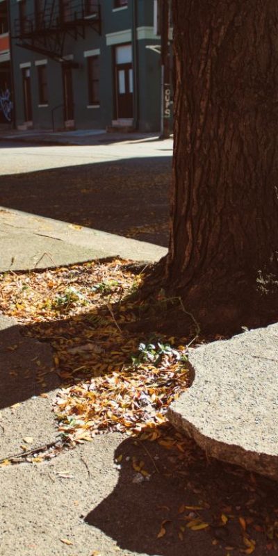 Pavement cracked and lifted by tree roots, indicating subsurface root damage.