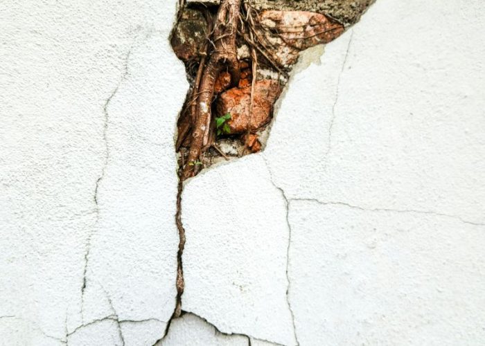 Tree roots exposed in an externally cracked wall, suggesting potential subsidence and the need for a Tree Subsidence Report.