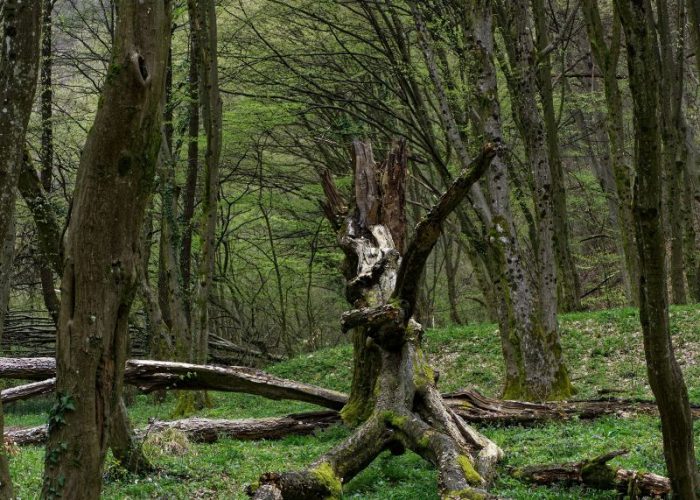 Tree split in half with a major stem failure, indicating the need for an urgent tree health and condition survey.